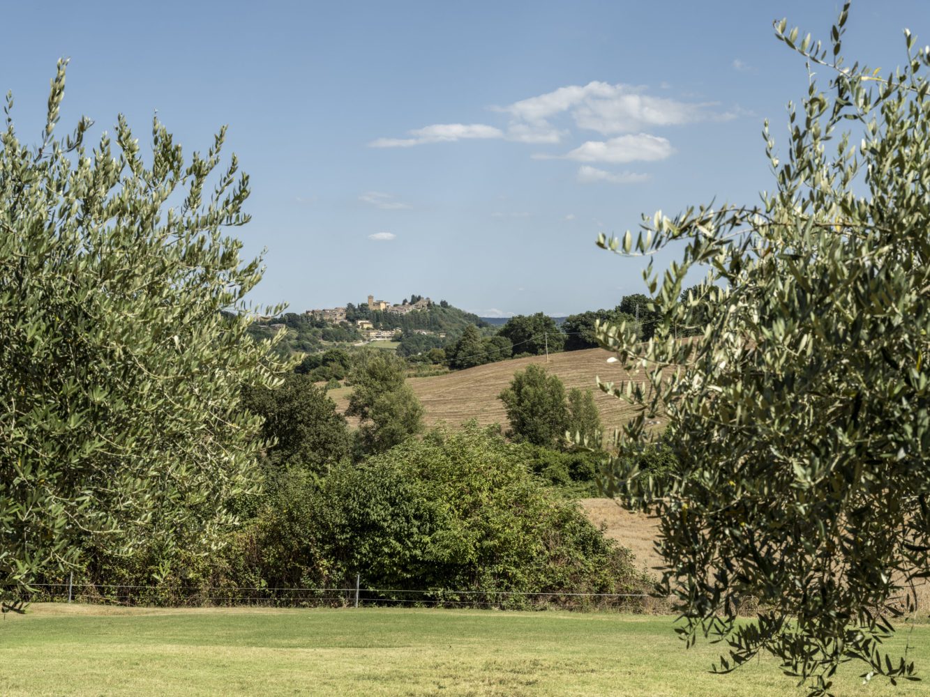 La-Collina-d'Oro-olivetrees-castello